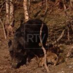 San Marino, dal 15 marzo via al prelievo selettivo dei cinghiali