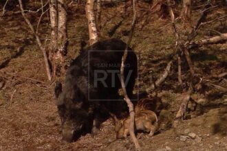 San Marino, dal 15 marzo via al prelievo selettivo dei cinghiali