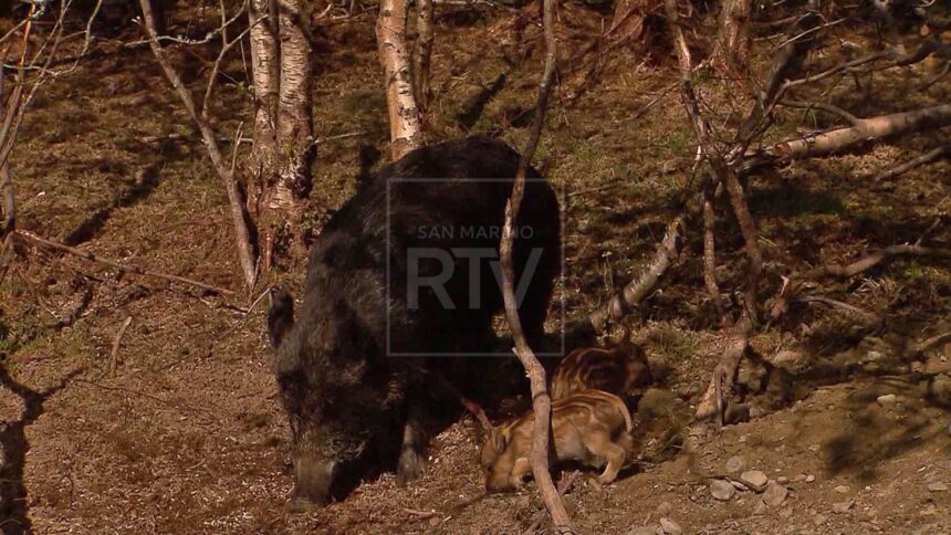 San Marino, dal 15 marzo via al prelievo selettivo dei cinghiali