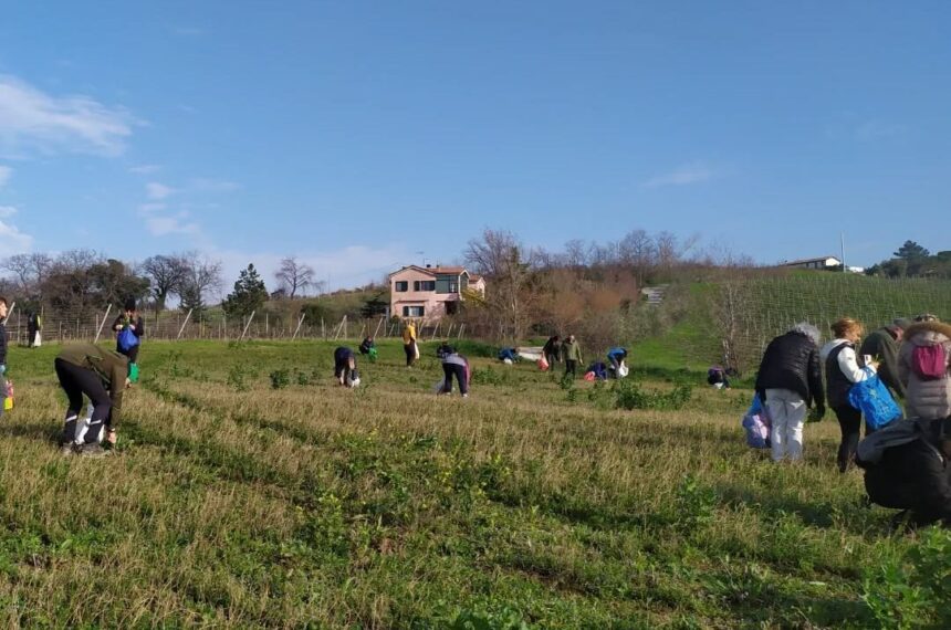 A Coriano due appuntamenti per riscoprire le erbe spontanee e il legame con la natura