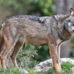 Il lupo declassato nel livello di protezione: l’Enpa insorge