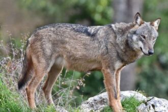 Il lupo declassato nel livello di protezione: l’Enpa insorge