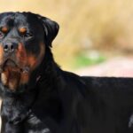 Cronaca. Rimini, salvata la piccola Athena: sequestro e denuncia per un rottweiler abbandonato in un residence