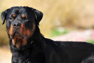 Cronaca. Rimini, salvata la piccola Athena: sequestro e denuncia per un rottweiler abbandonato in un residence