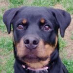 Rimini, rottweiler abbandonata in un residence per quattro giorni sequestrata dalla PL
