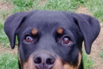 Rimini, rottweiler abbandonata in un residence per quattro giorni sequestrata dalla PL