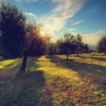 Se siamo come gli ulivi, eliminiamo i rami secchi