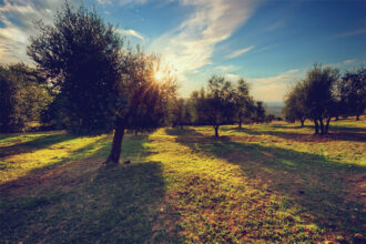 Se siamo come gli ulivi, eliminiamo i rami secchi