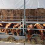 La Cooperativa Allevatori Sammarinesi guarda al futuro