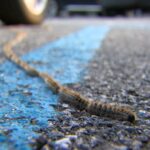 Processionaria, interventi del Servizio Verde Pubblico su tutto il territorio: raccomandata la massima attenzione