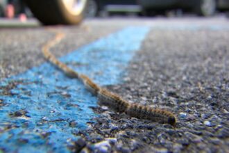 Processionaria, interventi del Servizio Verde Pubblico su tutto il territorio: raccomandata la massima attenzione