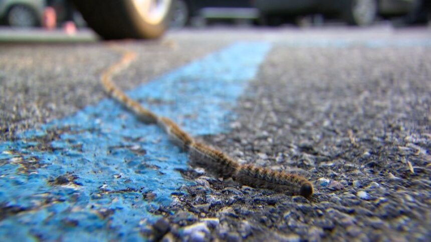 Processionaria, interventi del Servizio Verde Pubblico su tutto il territorio: raccomandata la massima attenzione