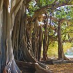 Il grande ficus di Palermo è malato: a rischio uno degli alberi più imponenti d’Europa.
