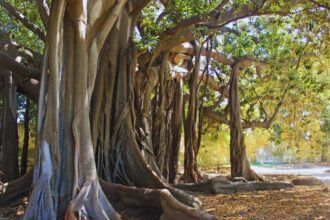 Il grande ficus di Palermo è malato: a rischio uno degli alberi più imponenti d’Europa.