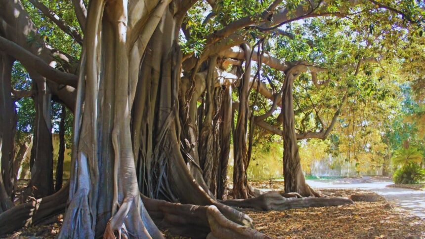 Il grande ficus di Palermo è malato: a rischio uno degli alberi più imponenti d’Europa.