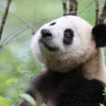 Giornata mondiale del panda, il WWF: “La specie cresce ma resta vulnerabile”