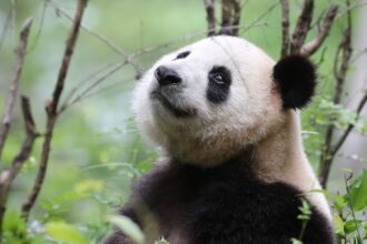 Giornata mondiale del panda, il WWF: “La specie cresce ma resta vulnerabile”