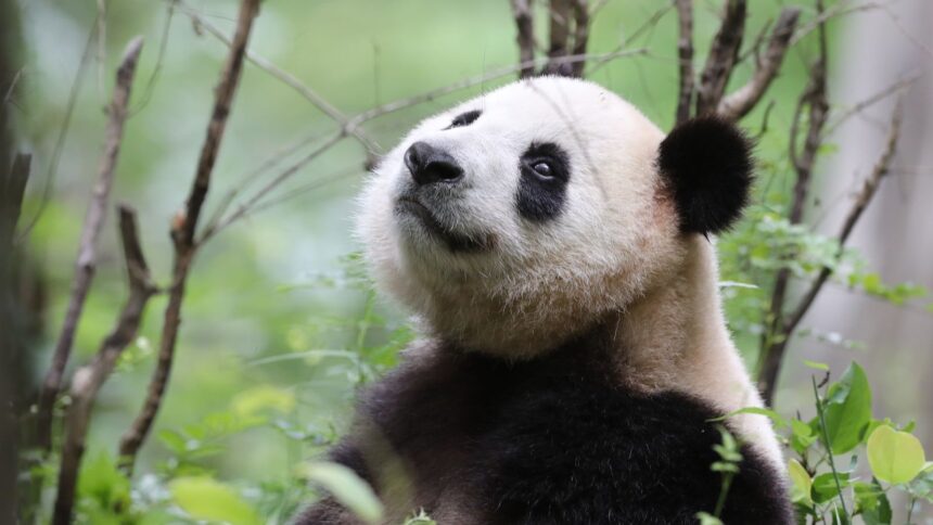 Giornata mondiale del panda, il WWF: “La specie cresce ma resta vulnerabile”