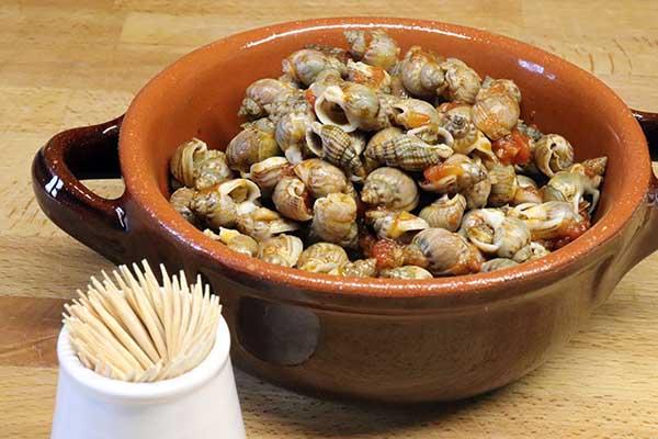 Cesenatico, il gasteropode adriatico sparisce dai fondali: pescatori in ginocchio dopo l’estate delle mucillagini