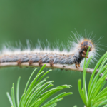 San Marino, contrasto alla processionaria: l’AASLP interviene su tutto il territorio