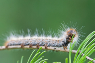 San Marino, contrasto alla processionaria: l’AASLP interviene su tutto il territorio