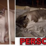 APAS San Marino. Gatto smarrito a Borgo Maggiore (RSM) in zona San Michele, Strada dei Bugari. Ogni segnalazione è preziosa!