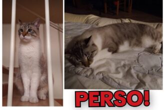 APAS San Marino. Gatto smarrito a Borgo Maggiore (RSM) in zona San Michele, Strada dei Bugari. Ogni segnalazione è preziosa!