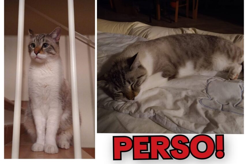 APAS San Marino. Gatto smarrito a Borgo Maggiore (RSM) in zona San Michele, Strada dei Bugari. Ogni segnalazione è preziosa!