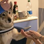 Pet therapy anche all’Hospice di Rimini: al via gli interventi con gli animali