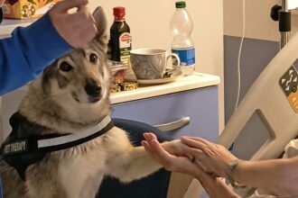 Pet therapy anche all’Hospice di Rimini: al via gli interventi con gli animali
