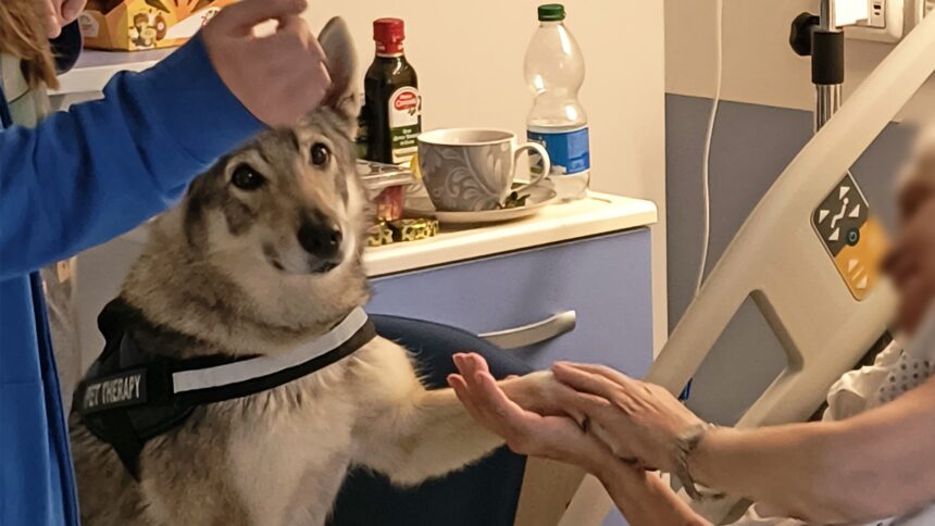 Pet therapy anche all’Hospice di Rimini: al via gli interventi con gli animali