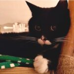 APAS San Marino. Gustavo, smarrito domenica 15 marzo 2026 a Fiorentino in zona Capanne. Ogni segnalazione è preziosa!