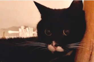 APAS San Marino. Gustavo, smarrito domenica 15 marzo 2026 a Fiorentino in zona Capanne. Ogni segnalazione è preziosa!