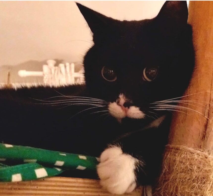 APAS San Marino. Gustavo, smarrito domenica 15 marzo 2026 a Fiorentino in zona Capanne. Ogni segnalazione è preziosa!