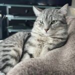 APAS San Marino. Smarrito! Aiutiamo Lorenzo a tornare a casa