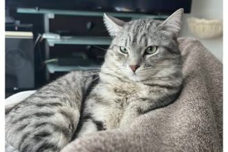 APAS San Marino. Smarrito! Aiutiamo Lorenzo a tornare a casa