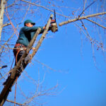 San Marino, maltempo e neve: l’UGRAA proroga il periodo delle potature al 10 aprile
