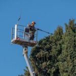 Potature: prorogato il periodo consentito fino al 10 aprile a causa del maltempo