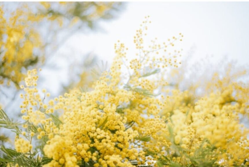 8 marzo a Rimini: CGIL celebra 80 anni del voto alle donne