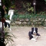 San Marino, il Border Collie “latin-lover” e l’assedio a San Michele: l’amore non ha orari, la Guardia Cinofila sì