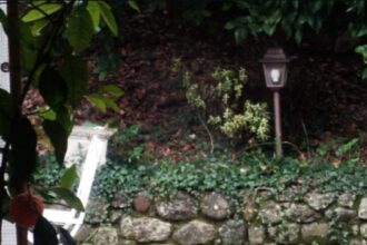 San Marino, il Border Collie “latin-lover” e l’assedio a San Michele: l’amore non ha orari, la Guardia Cinofila sì