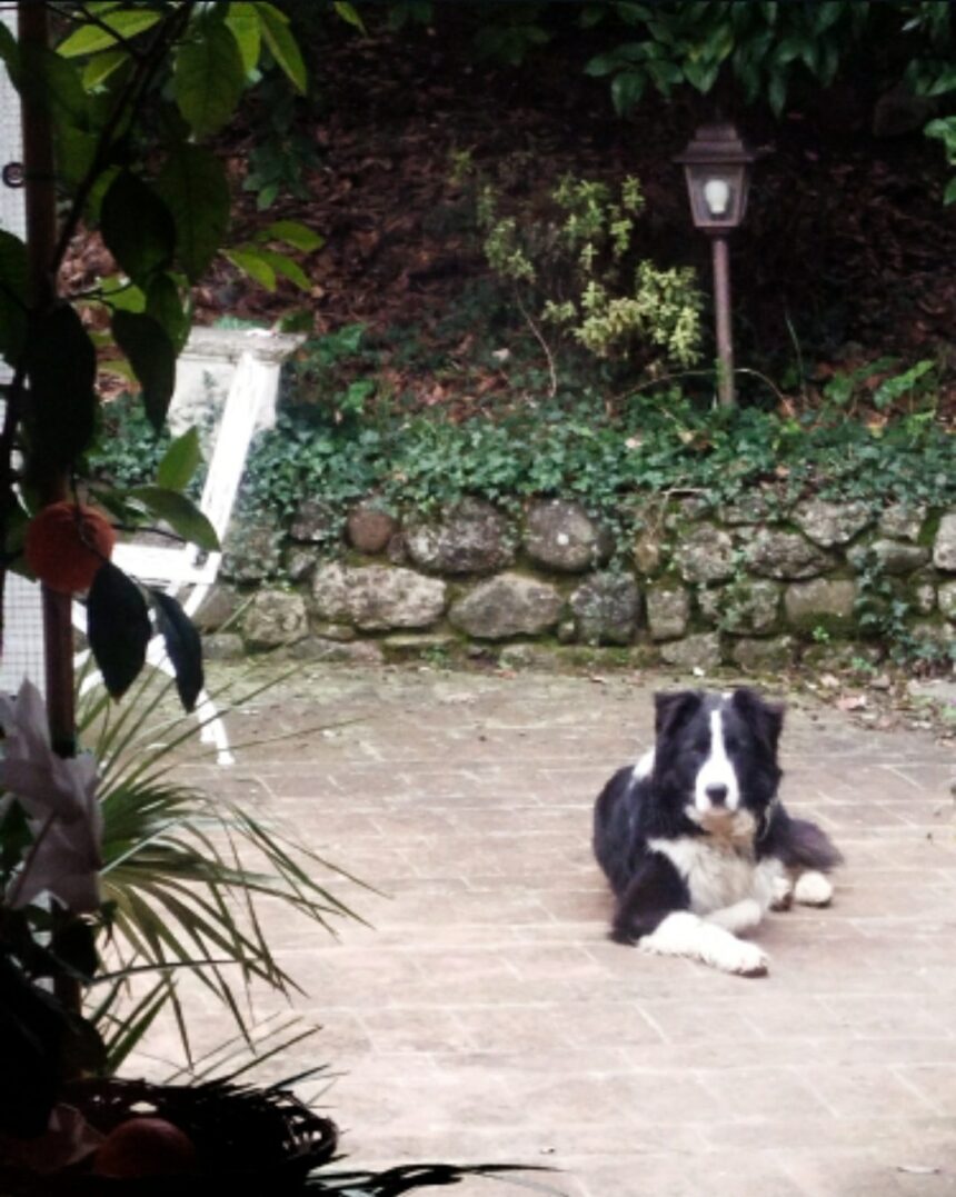San Marino, il Border Collie “latin-lover” e l’assedio a San Michele: l’amore non ha orari, la Guardia Cinofila sì