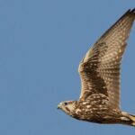 La rinascita di Giovanna. Il falco sacro salvato dal CRAS e ENPA torna a volare al parco Oltremare