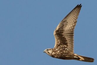 La rinascita di Giovanna. Il falco sacro salvato dal CRAS e ENPA torna a volare al parco Oltremare