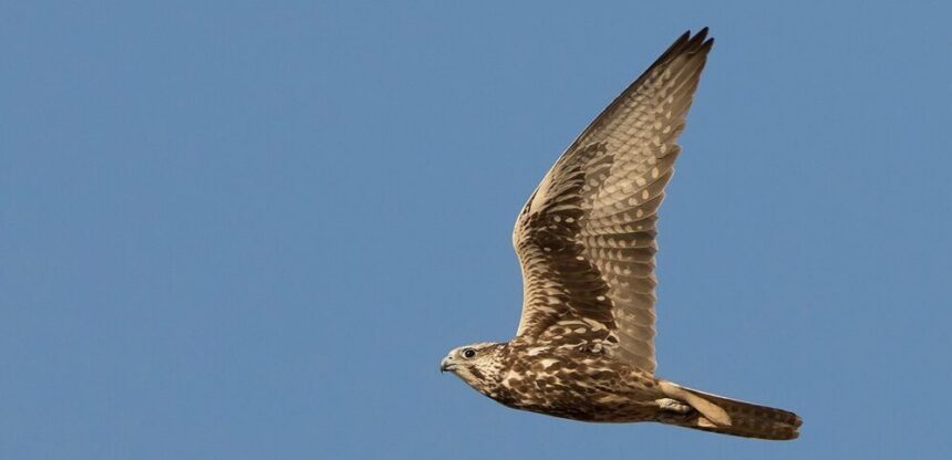 La rinascita di Giovanna. Il falco sacro salvato dal CRAS e ENPA torna a volare al parco Oltremare