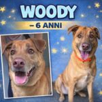 APAS San Marino. Woody cerca una persona che sappia offrirgli tempo, affetto e serenità