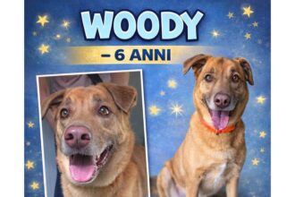 APAS San Marino. Woody cerca una persona che sappia offrirgli tempo, affetto e serenità