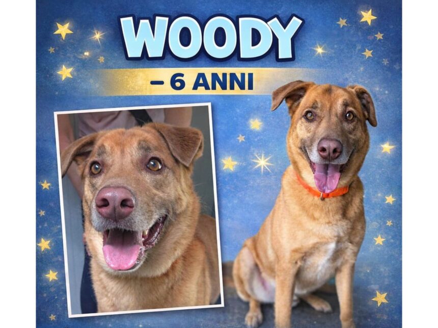 APAS San Marino. Woody cerca una persona che sappia offrirgli tempo, affetto e serenità