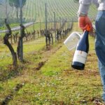 A spasso tra i vigneti di Mercato Saraceno, doppio appuntamento enogastronomico per sabato 14 e 21 marzo a cura dei Percorsi del Savio