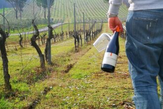 A spasso tra i vigneti di Mercato Saraceno, doppio appuntamento enogastronomico per sabato 14 e 21 marzo a cura dei Percorsi del Savio
